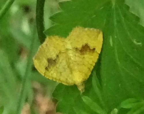 Réf. 234 844 : Camptogramma bilineata